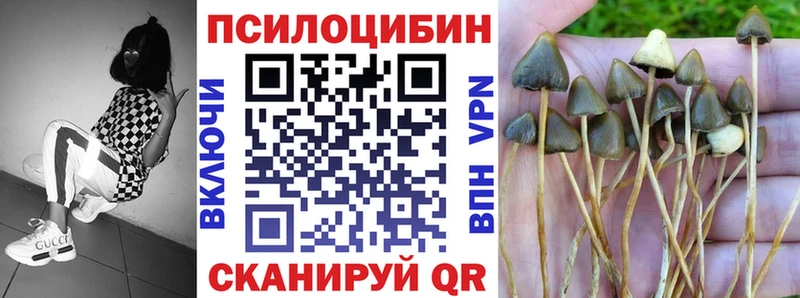 где можно купить   Собинка  Псилоцибиновые грибы Psilocybe 